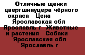 Отличные щенки цвергшнауцера чёрного окраса › Цена ­ 20 000 - Ярославская обл., Ярославль г. Животные и растения » Собаки   . Ярославская обл.,Ярославль г.